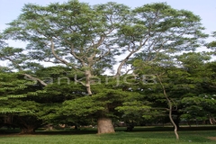 Ailanthus excelsa